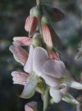 Onobrychis pallasii