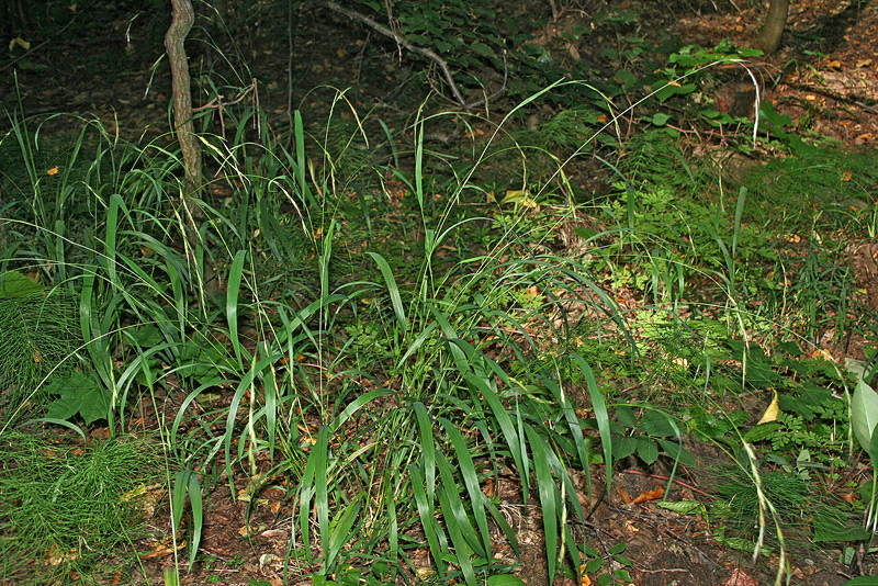 Image of Brachypodium sylvaticum specimen.