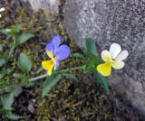 Viola tricolor. Цветущее растение с цветками разной окраски на одном побеге. Украина, Ивано-Франковская обл., Надворнянский р-н, с. Быстрица, обочина дороги. 22 июня 2011 г.