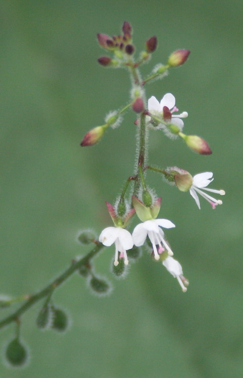 Изображение особи Circaea lutetiana.