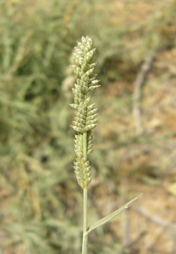 Image of Aeluropus pungens specimen.