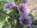 Malva sylvestris