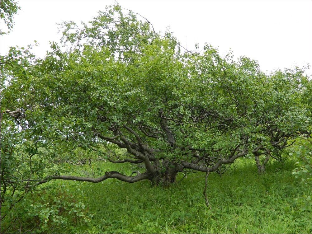 Image of genus Betula specimen.