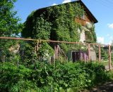 Parthenocissus quinquefolia. Дом, заросший девичьим виноградом. Московская обл., Раменский р-н, окр. дер. Хрипань, дачный участок. 24.06.2005.