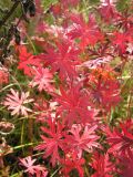 Geranium sanguineum. Осенние листья. Саратовская обл., Татищевский р-н. 8 октября 2011 г.