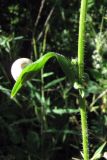 Crepis ramosissima. Часть побега с сидящей на листе улиткой. Южный Берег Крыма, Симеиз, обочина. 7 июня 2011 г.