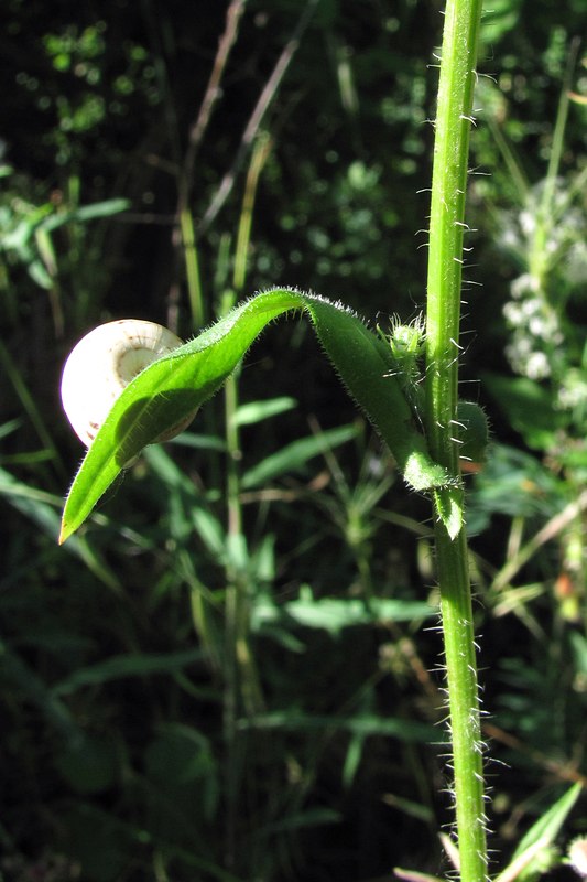 Изображение особи Crepis ramosissima.