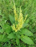 Verbascum nigrum. Цветущее растение. Ярославская обл., Переславский р-н, с. Елизарово, берег р. Шаха. 09.07.2011.