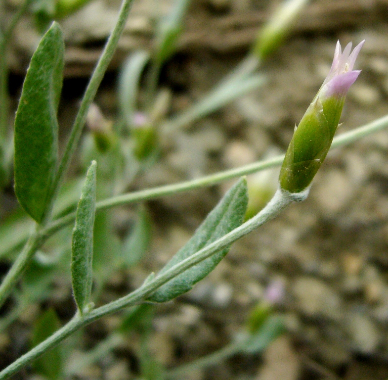 Image of Chardinia orientalis specimen.