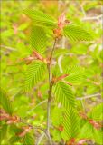 Carpinus orientalis