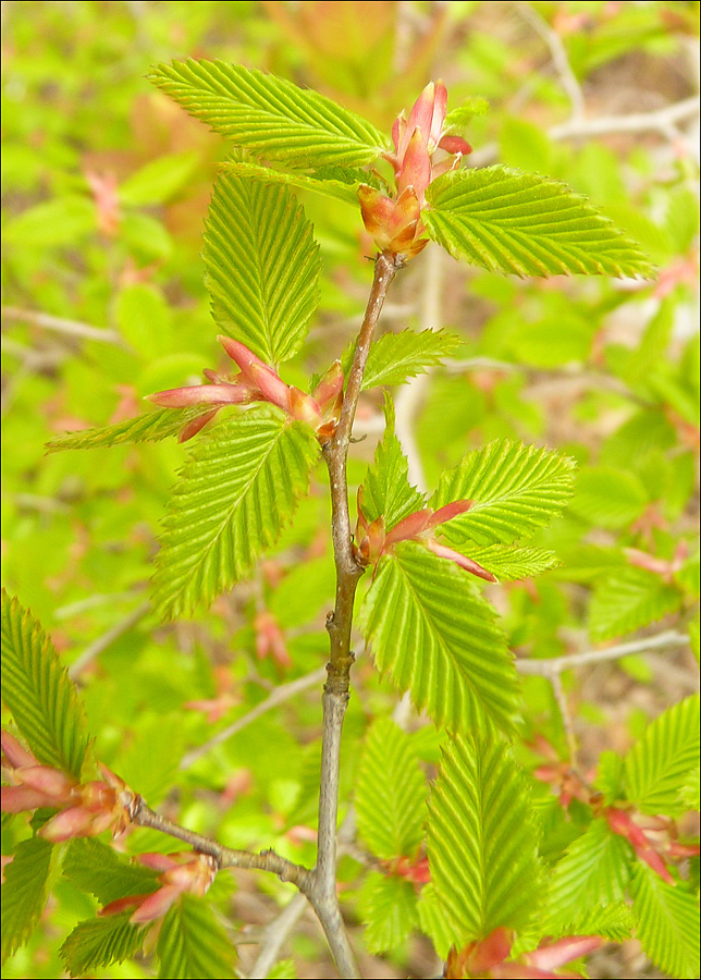 Изображение особи Carpinus orientalis.