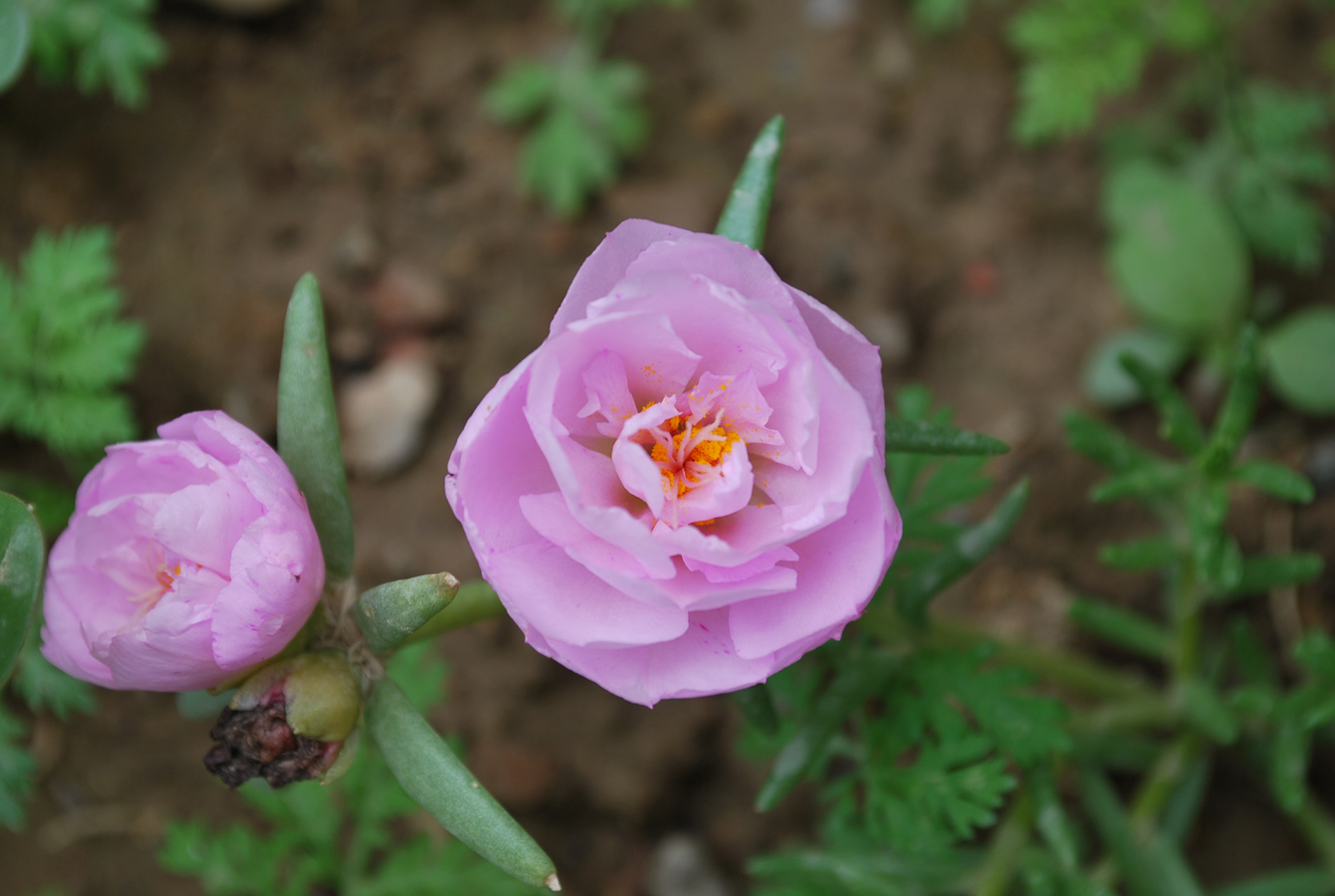 Image of Portulaca grandiflora specimen.