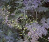 Chaerophyllum bulbosum