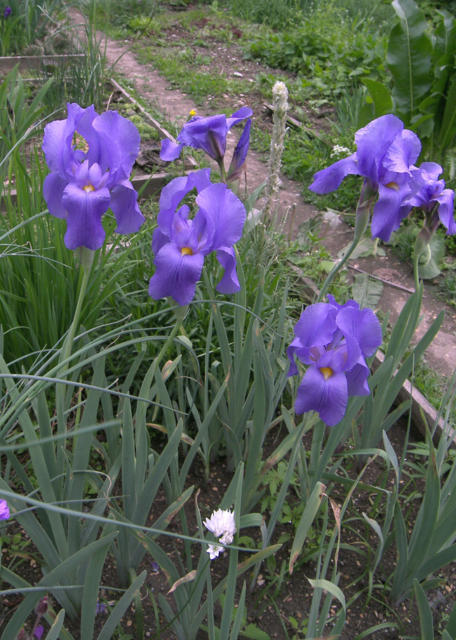 Image of Iris hoogiana specimen.