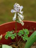 Corydalis solida. Цветущее растение. Москва, в культуре из Казахстана (Актюбинская обл., Челкарский р-н, останец Космурын). 02.05.2009.