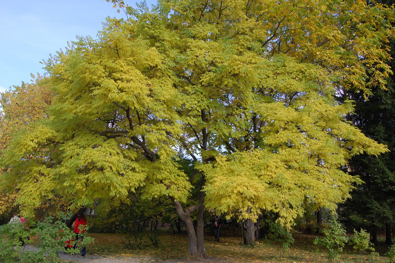 Изображение особи Phellodendron amurense.