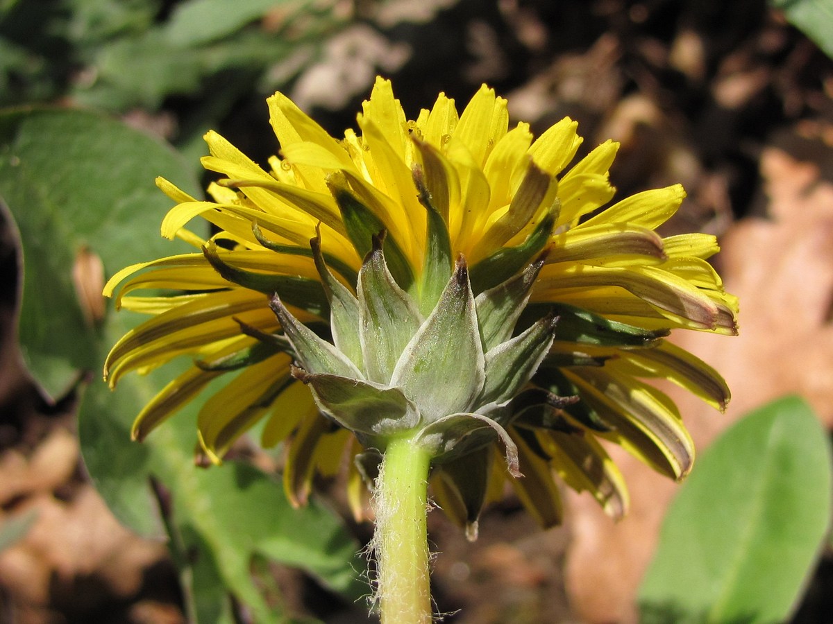 Image of genus Taraxacum specimen.