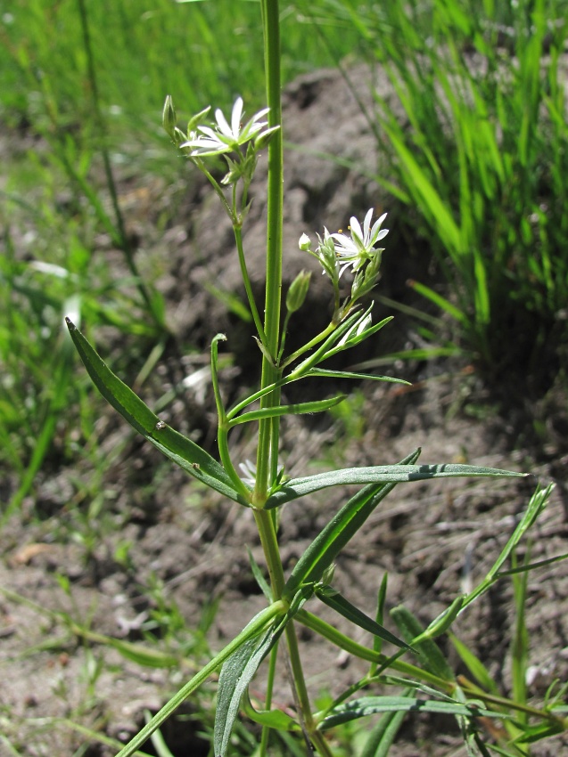 Image of Stellaria graminea specimen.