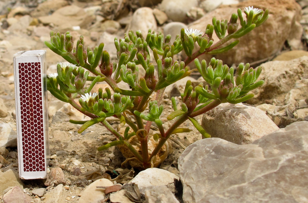 Image of Mesembryanthemum nodiflorum specimen.