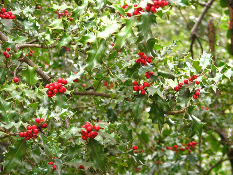 Image of Ilex colchica specimen.