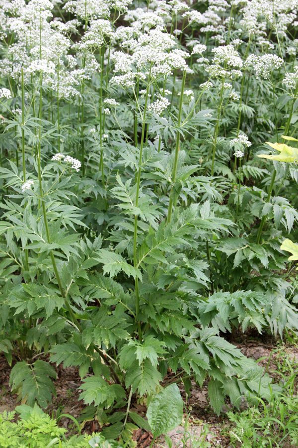 Image of Valeriana officinalis specimen.