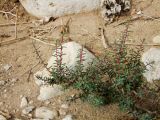 Suaeda fruticosa. Растение на искусственной террасе на южном склоне горы. Израиль, впадина Мёртвого моря, киббуц Эйн-Геди. 06.03.2011.