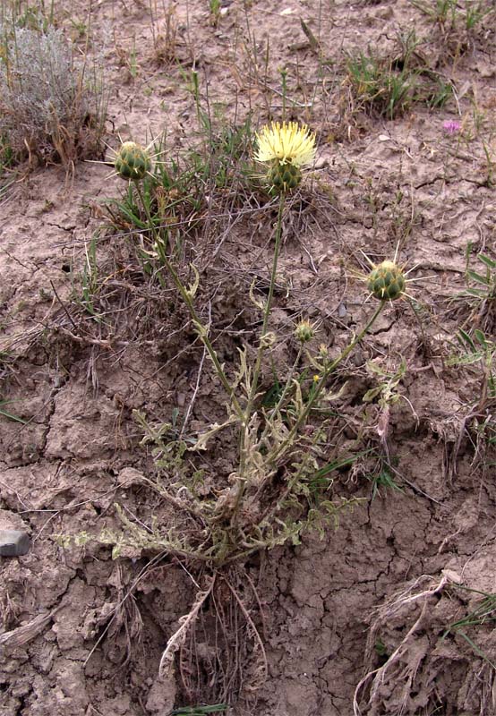 Изображение особи Centaurea sosnovskyi.