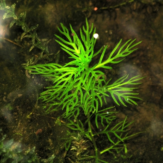 Image of Hottonia palustris specimen.