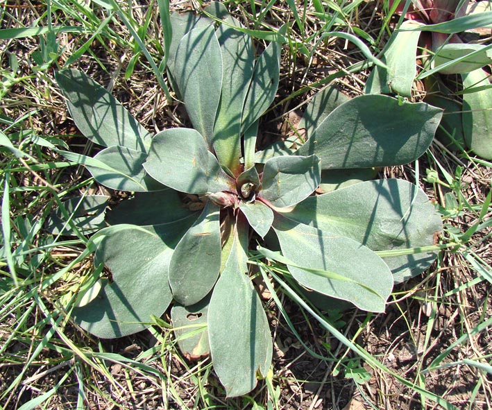 Image of Goniolimon speciosum specimen.