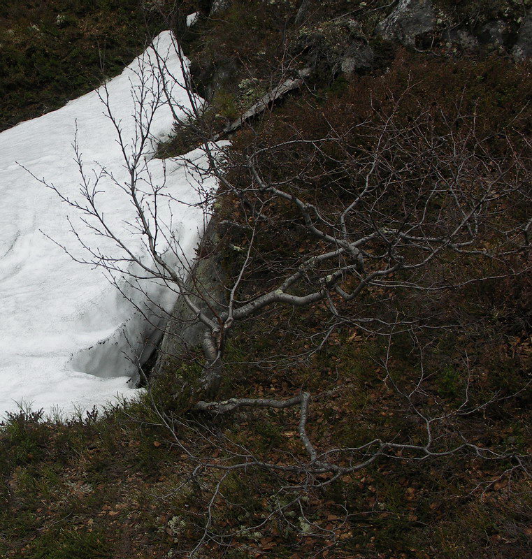 Image of Betula czerepanovii specimen.