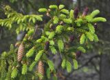 Picea abies. Верхушка ветви с молодыми шишками и побегами. Карелия, Ладожское озеро, остров Валаам. 19.06.2012.