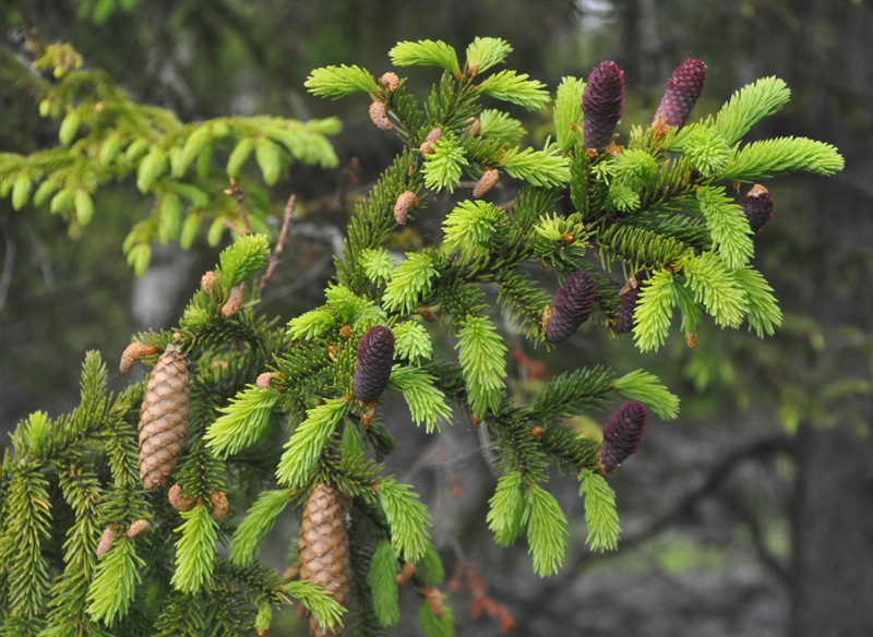 Изображение особи Picea abies.