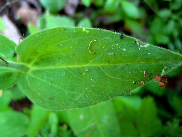 Изображение особи Gastrolychnis saxatilis.