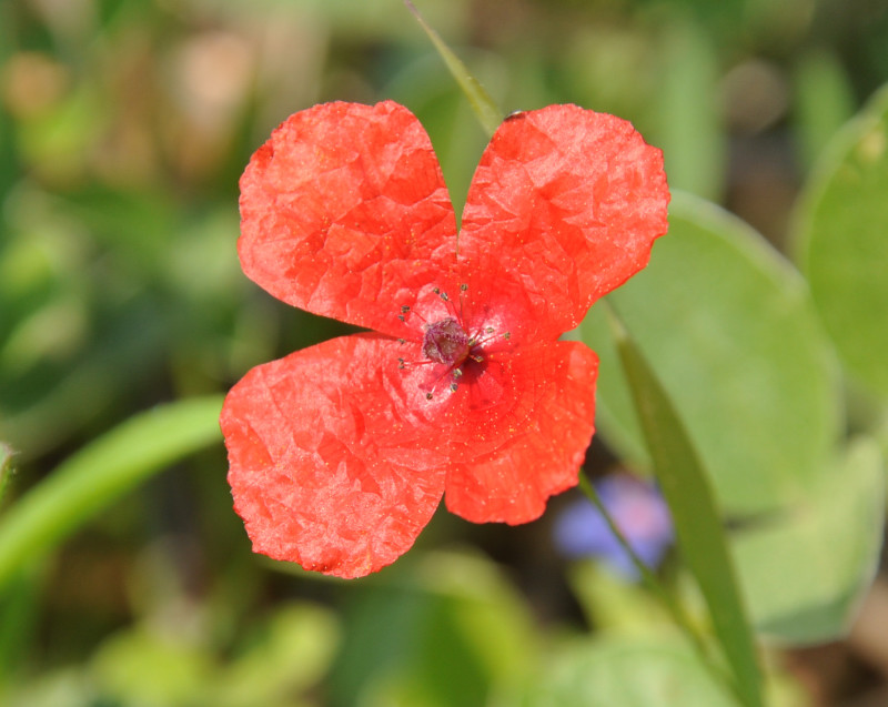 Изображение особи Papaver lecoqii.