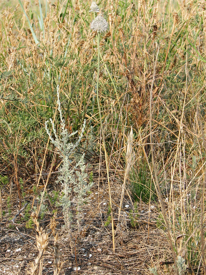 Image of Allium guttatum specimen.