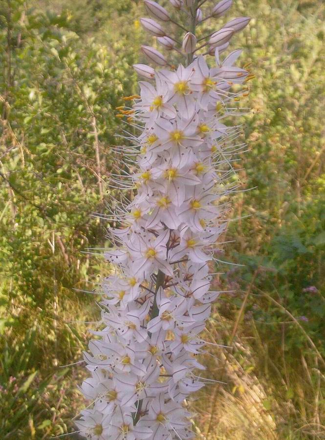 Изображение особи Eremurus tianschanicus.