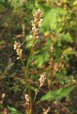 Persicaria × lenticularis. Верхушка цветущего растения. Крым, Симферополь, западный берег Симферопольского водохранилища. 2 августа 2012 г.