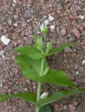 Myosoton aquaticum