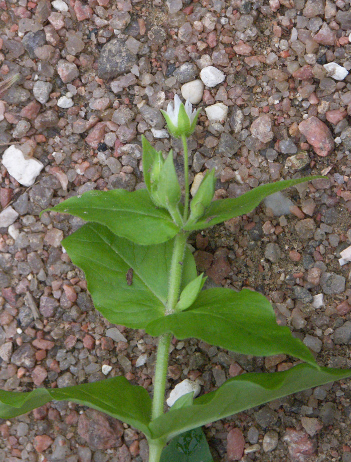 Изображение особи Myosoton aquaticum.