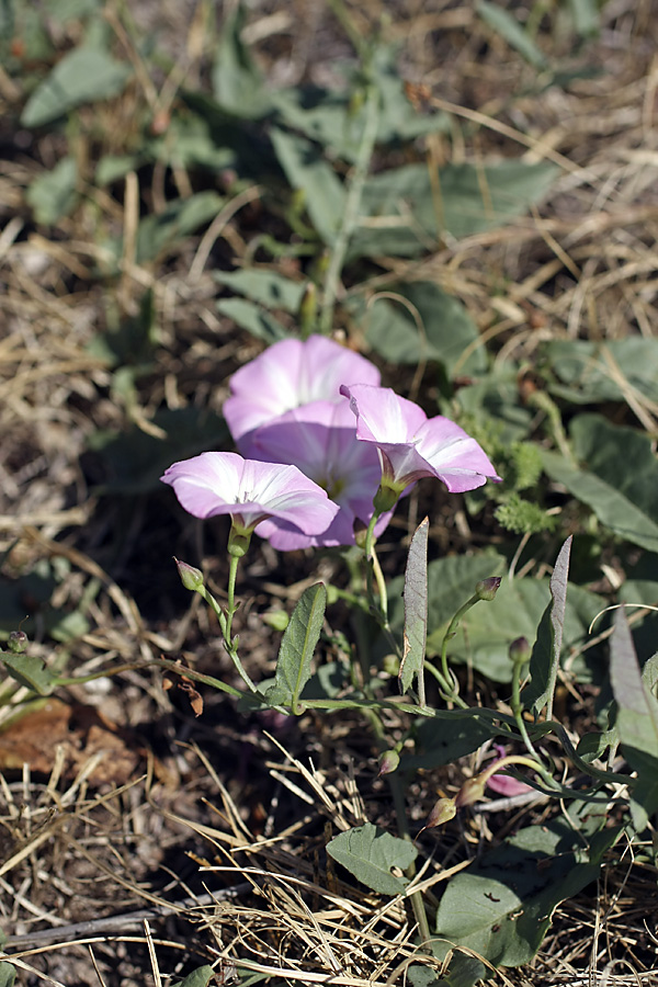 Image of Convolvulus arvensis specimen.