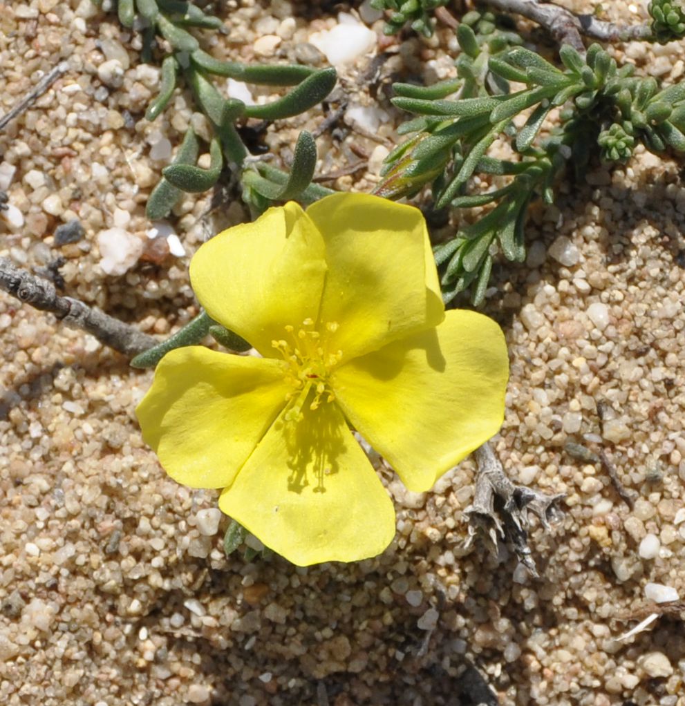 Image of Fumana procumbens specimen.
