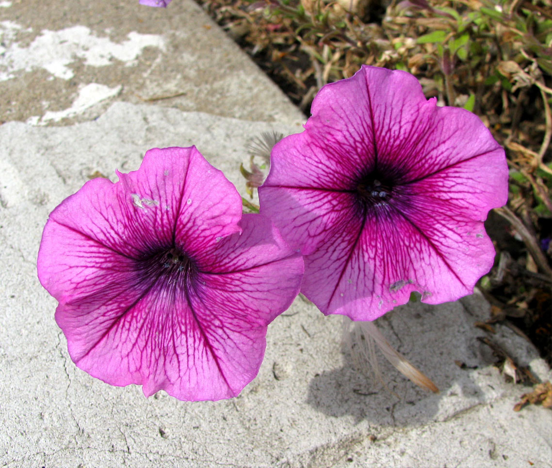 Image of Petunia &times; hybrida specimen.