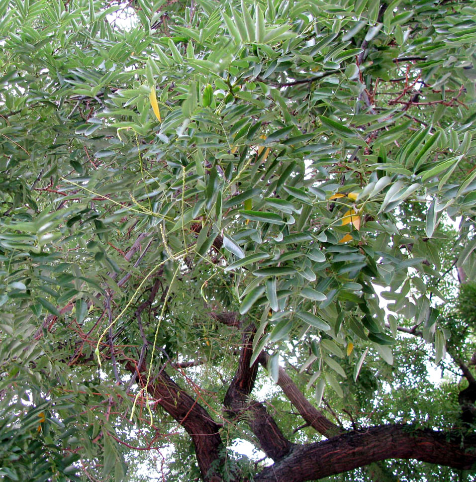 Image of Styphnolobium japonicum specimen.