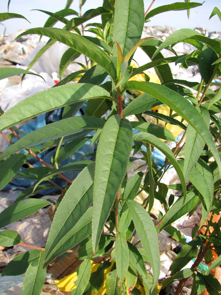 Image of Persica vulgaris specimen.