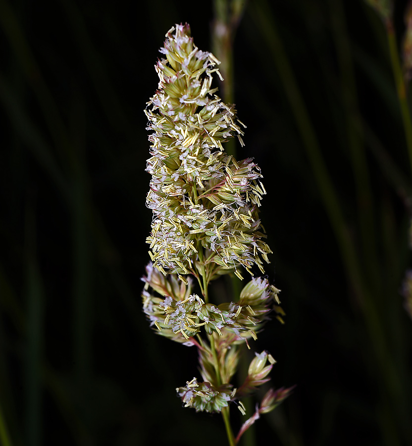 Изображение особи Phalaroides arundinacea.