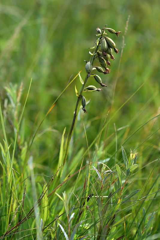 Изображение особи Epipactis palustris.