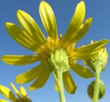 Senecio jacobaea