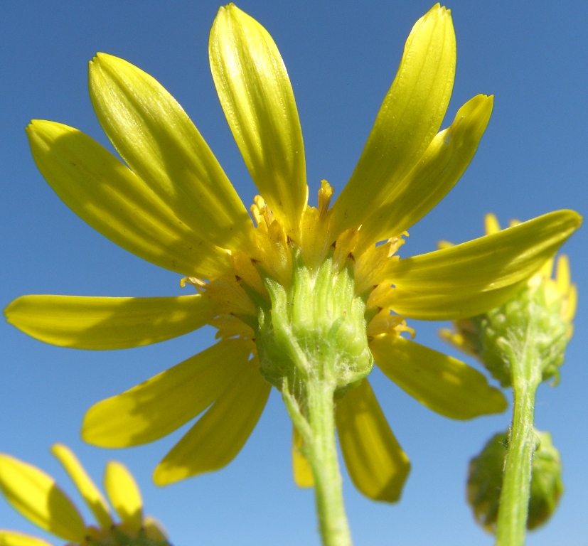 Image of Senecio jacobaea specimen.