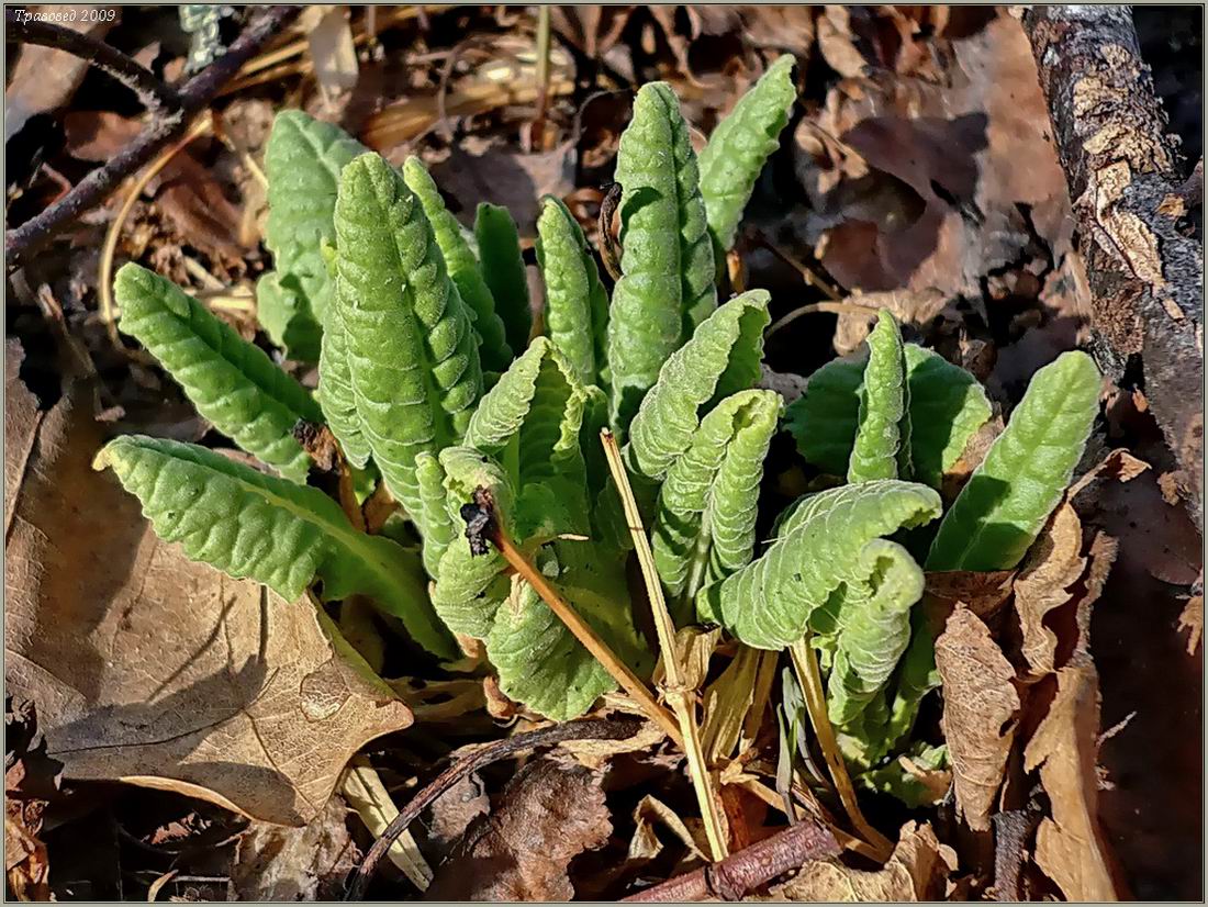 Изображение особи Primula macrocalyx.