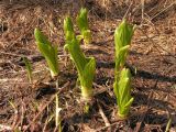 Veratrum alpestre. Молодые побеги. Хабаровский край, Ванинский р-н, окр. пос. Высокогорный, луг на вершине горы (1026 м н.у.м). 03.06.2007.